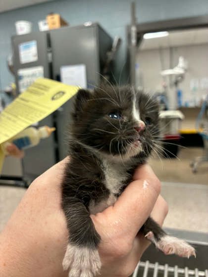 Shelter Stray Female Cat last seen Gaston County Courthouse, County/Unicorporated, NC, 1491 Business Park Ct, Gastonia, NC 28052, USA