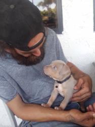 Lost Female Dog last seen ANAHEIM AND RAYMOND, Long Beach, CA 90804