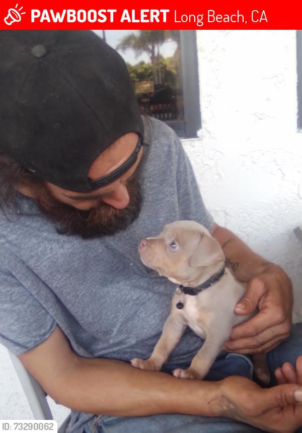 Lost Female Dog last seen ANAHEIM AND RAYMOND, Long Beach, CA 90804