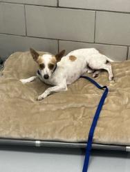 Shelter Stray Male Dog last seen Near parkway blvd, Coppell, TX, 821 S Coppell Rd, Coppell, TX 75019, USA