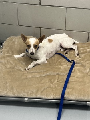 Shelter Stray Male Dog last seen Near parkway blvd, Coppell, TX, 821 S Coppell Rd, Coppell, TX 75019, USA