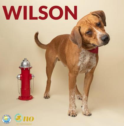 Shelter Stray Male Dog last seen Near Wright Blvd, Fairhope, AL 36532, Fairhope Animal Control Jurisdiction, AL, 555 S Section St, Fairhope, AL 36532, USA