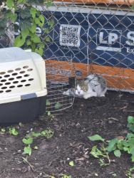 Found/Stray Unknown Cat last seen By the dumpster, Madison, WI 53713
