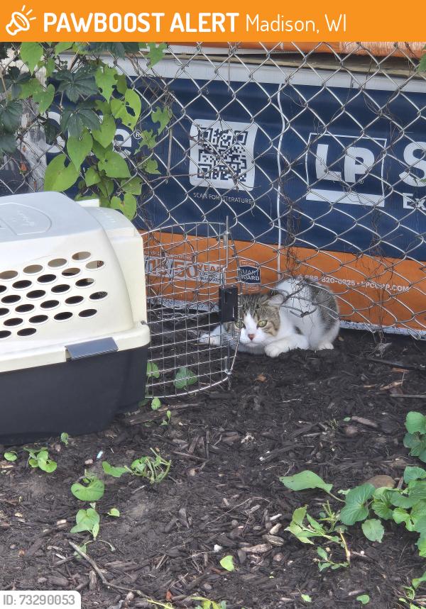 Found/Stray Unknown Cat last seen By the dumpster, Madison, WI 53713