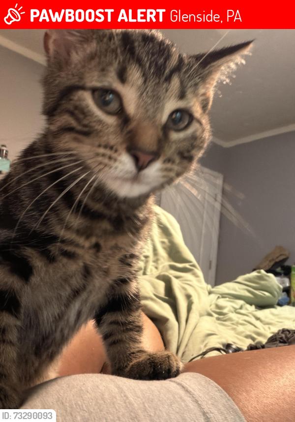 Lost Male Cat last seen Near E. Evergreen Avenue, Wyndmoor PA, 19038, Glenside, PA 19038
