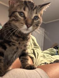 Lost Male Cat last seen Near E. Evergreen Avenue, Wyndmoor PA, 19038, Glenside, PA 19038