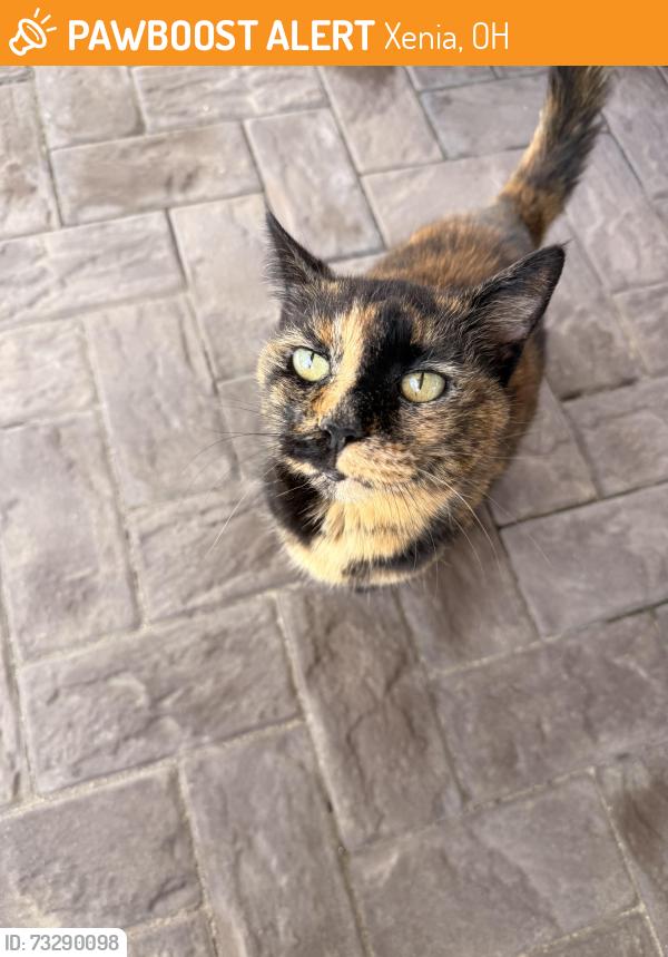 Found/Stray Female Cat last seen Indian Ripple and Factory, Xenia, OH 45385