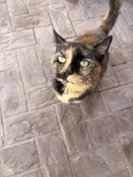 Found/Stray Female Cat last seen Indian Ripple and Factory, Xenia, OH 45385