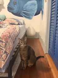 Lost Female Cat last seen Near Appleton st, Cambridge, MA 02138