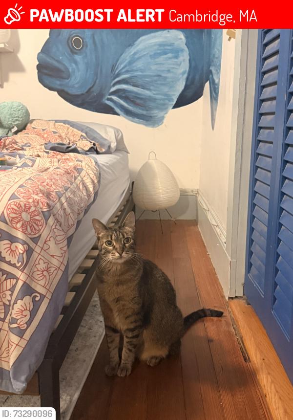 Lost Female Cat last seen Near Appleton st, Cambridge, MA 02138