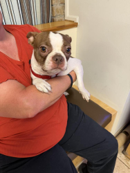 Reunited Female Dog last seen Near Selman Rd. Armuchee, Ga, Rome, GA 30165