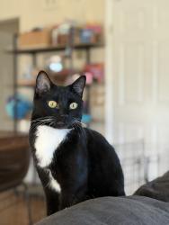 Lost Female Cat last seen Northside Soccer Fields, Livingston, MT 59047
