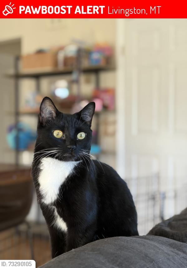 Lost Female Cat last seen Northside Soccer Fields, Livingston, MT 59047