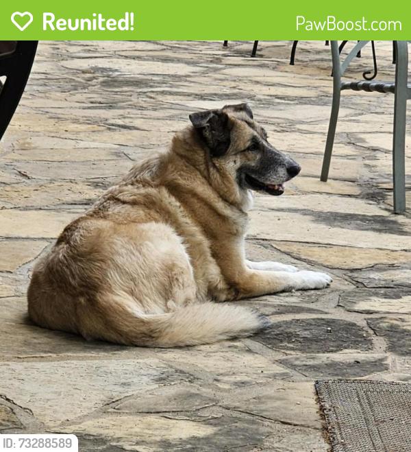 Reunited Female Dog last seen Rolling hills drive, Benbrook, TX 76126