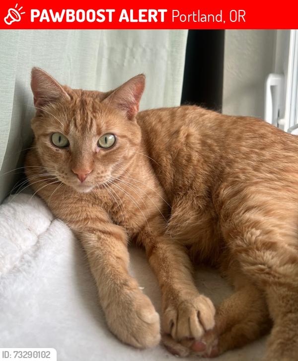 Lost Female Cat last seen Jackie Husen park, Portland, OR 97229