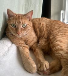 Lost Female Cat last seen Jackie Husen park, Portland, OR 97229