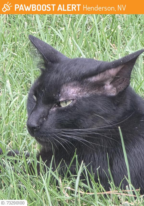 Found/Stray Unknown Cat last seen Sunset rd and Sunset way, Henderson, NV 89014