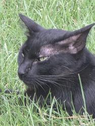 Found/Stray Unknown Cat last seen Sunset rd and Sunset way, Henderson, NV 89014