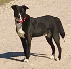 Reunited Male Dog last seen Beaumont ests off Kanuga Road, Hendersonville, NC 28792