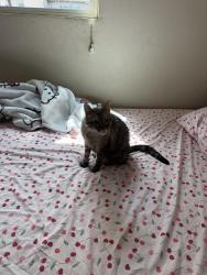 Reunited Female Cat last seen Near upland dr, Houston, TX 77043