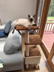 Reunited Male Cat last seen Pitkin ave and Belmont ave, Brooklyn, NY 11208