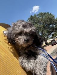 Shelter Stray Unknown Dog last seen Burton Drive, AUSTIN, TX, 78741, 7201 Levander Loop bldg a, Austin, TX 78702, USA