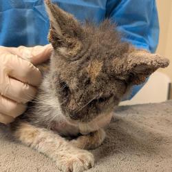 Shelter Stray Female Cat last seen Near First St, LIVERMORE, CA, 94550, 8323 Baldwin St, Oakland, CA 94621, USA