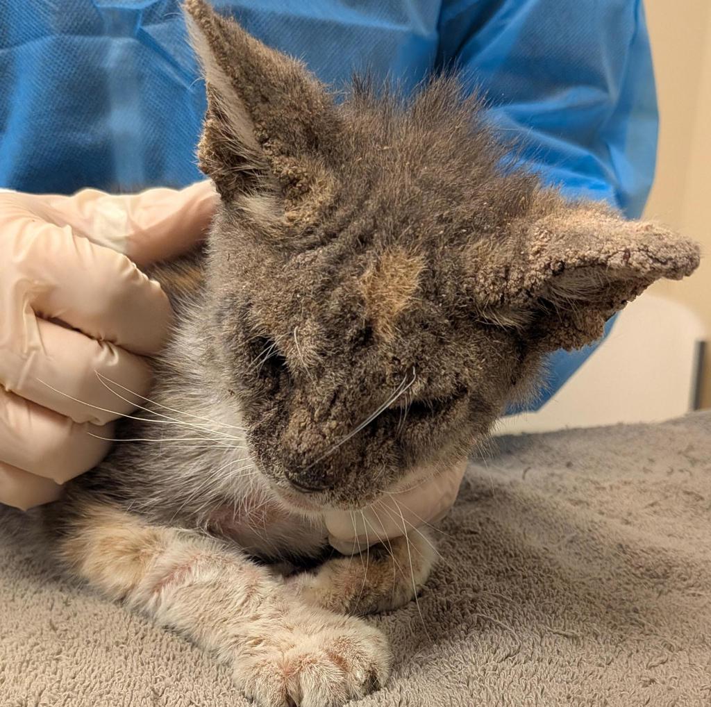 Shelter Stray Female Cat last seen Near First St, LIVERMORE, CA, 94550, 8323 Baldwin St, Oakland, CA 94621, USA