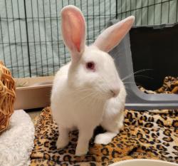 Shelter Stray Female Rabbit last seen Near Capistrano Drive, Oceanside, CA, 92054, Oceanside, CA 92058, USA