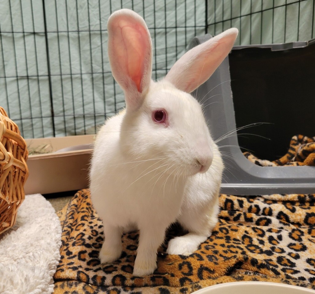 Shelter Stray Female Rabbit last seen Near Capistrano Drive, Oceanside, CA, 92054, Oceanside, CA 92058, USA