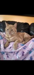Lost Male Cat last seen Orangewood dr and Landwood, Baton Rouge, LA 70806