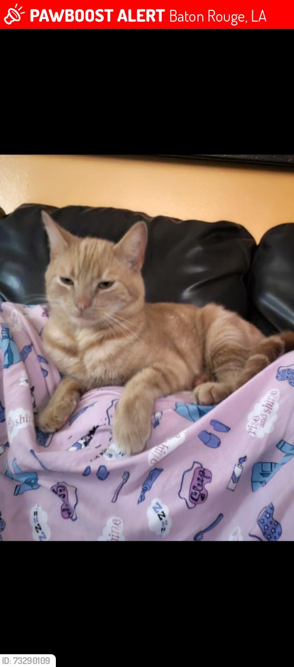 Lost Male Cat last seen Orangewood dr and Landwood, Baton Rouge, LA 70806