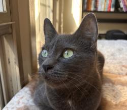 Shelter Stray Female Cat last seen NE Dekum St & NE Grand Ave, PORTLAND, OR, 97211, 1700 W Historic Columbia River Hwy, Troutdale, OR 97060, USA