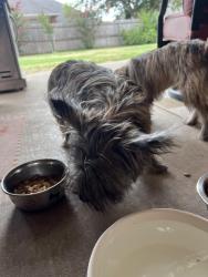 Reunited Male Dog last seen Warrington Way & Carrington Lane, Norman, OK 73072