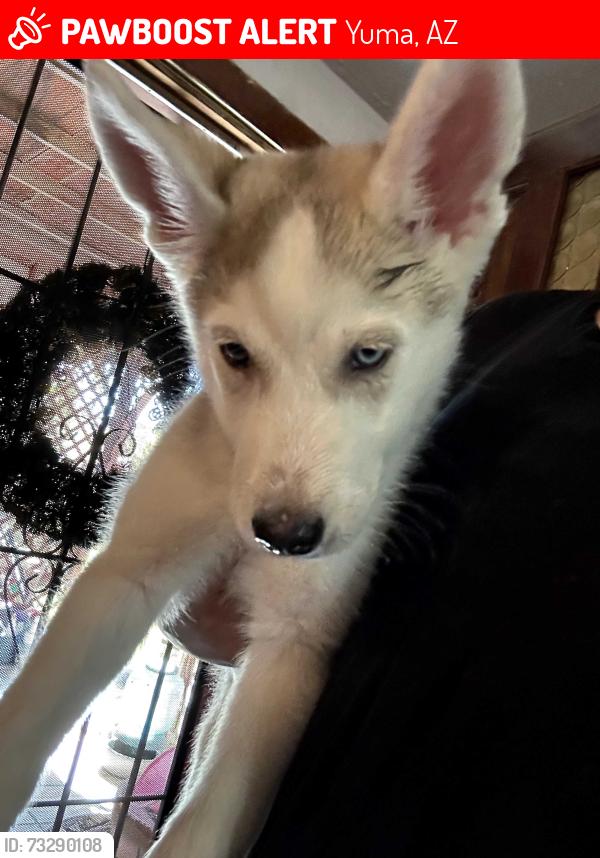 Lost Female Dog last seen Near a Pacific ave, Yuma, AZ 85365