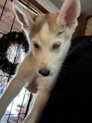Lost Female Dog last seen Near a Pacific ave, Yuma, AZ 85365