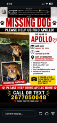 Reunited Male Dog last seen Fairfield ave & Winfield ave, Upper Darby Township, PA 19082