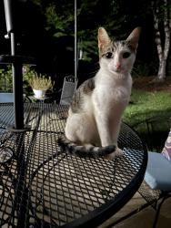 Found/Stray Male Cat last seen Skeet Club Rd. and Johnson St. area, High Point, NC 27265