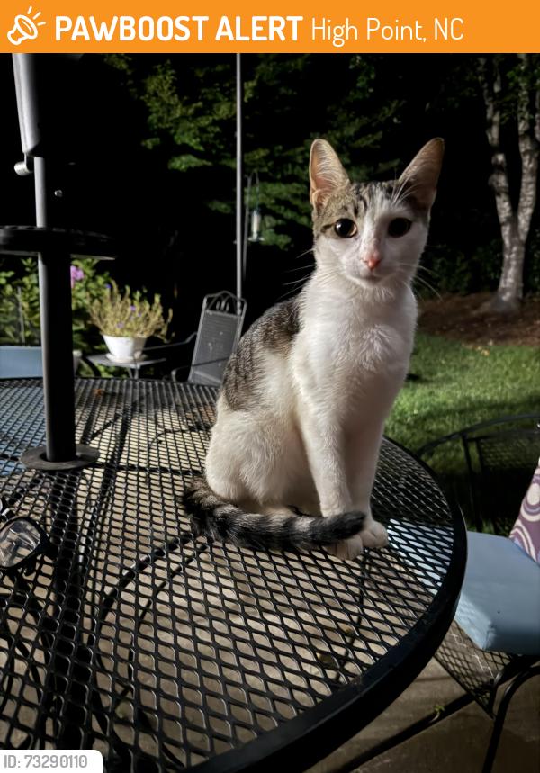 Found/Stray Male Cat last seen Skeet Club Rd. and Johnson St. area, High Point, NC 27265