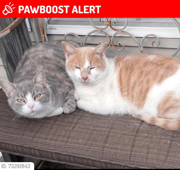 Lost Male Cat last seen Near Troy smith/starmount rd, Randolph County, NC 27298