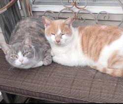 Lost Male Cat last seen Near Troy smith/starmount rd, Randolph County, NC 27298