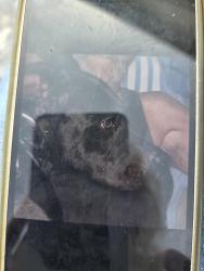 Lost Female Dog last seen Blue Heron blvd, Riviera Beach, FL 33404