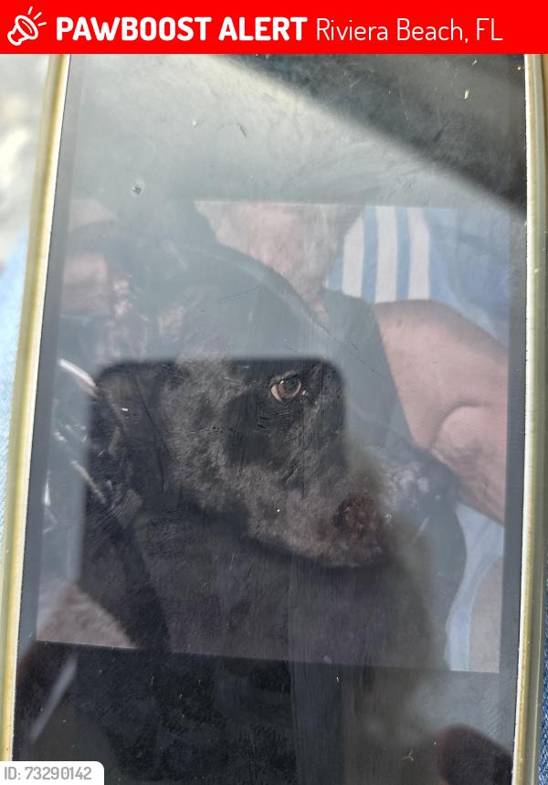 Lost Female Dog last seen Blue Heron blvd, Riviera Beach, FL 33404