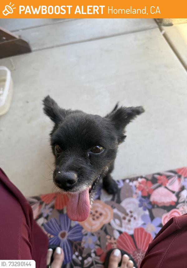 Found/Stray Male Dog last seen Cedar creek and calamity, Homeland, CA 92548