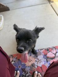 Found/Stray Male Dog last seen Cedar creek and calamity, Homeland, CA 92548
