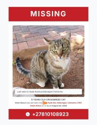 Reunited Female Cat last seen Teresa road, Centurion, GP 0157
