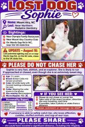 Lost Female Dog last seen Wards Gap Rd in NC near VA state line, Mount Airy, NC 27030