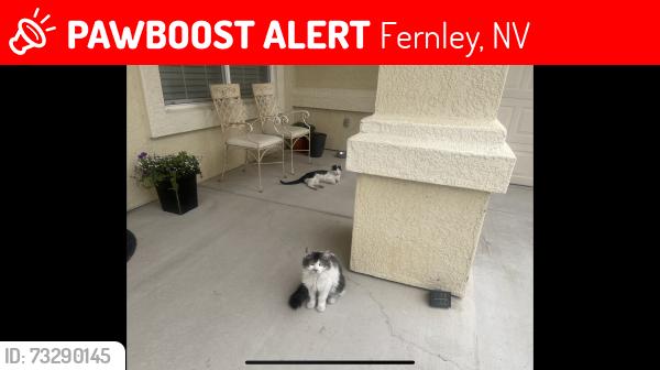 Lost Unknown Cat last seen In the neighborhood, Fernley, NV 89408