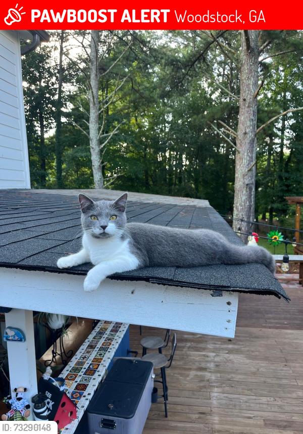 Lost Male Cat last seen Near W Wylie bridge rd, Woodstock, GA 30188