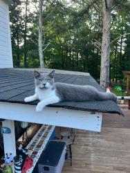 Lost Male Cat last seen Near W Wylie bridge rd, Woodstock, GA 30188